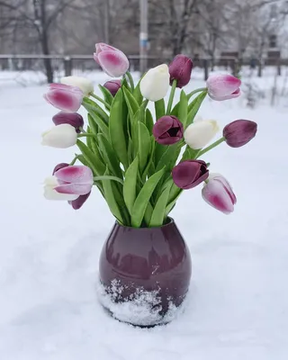 Тюльпаны в снегу. :: Роланд Дубровский – Социальная сеть ФотоКто