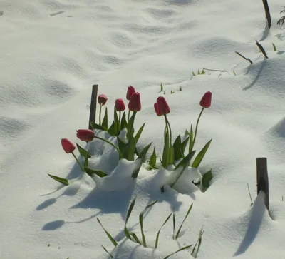 Тюльпаны в снегу» — создано в Шедевруме