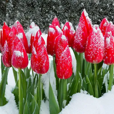 Тюльпаны на снегу | Тюльпаны, Цветы, Осенние картинки