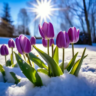 У кого то подснежники , а у меня тюльпаны на снегу. ✓Высота 30 см ✓Цветы  латекс ✓Ваза стекло. #интерьернаяфлористика #тюльпаныввазе… | Snow flower,  Vase, Flowers