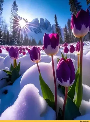📷 Тюльпаны в снегу