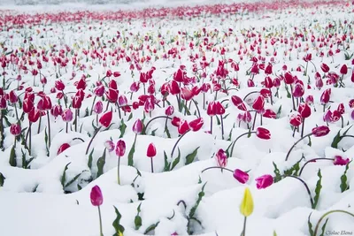 Снежные тюльпаны» картина Жаденовой Натальи (картон, пастель) — купить на  ArtNow.ru