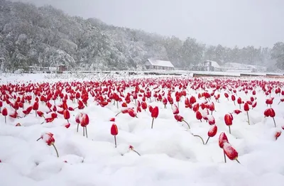 Тюльпаны в снегу и снегири - Псков вернулся в зиму в середине мая - МК Псков