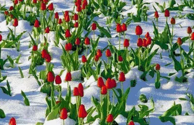 ᐉ Тюльпаны в снегу, 15 см, сиреневый, шт.