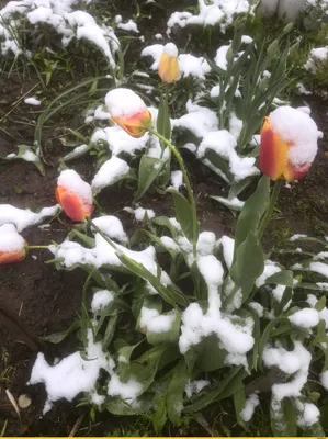 Снежные цветы (48 фото) - 48 фото