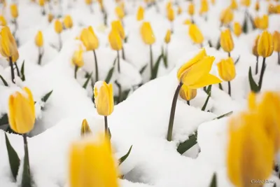 Тюльпаны в снегу: неделю назад Молдову накрыл снег | Идеи для жизни |  Фотострана | Пост №1385974981