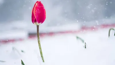 Тюльпаны на снегу .... | Instagram