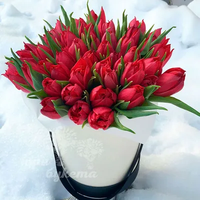 Красные Тюльпаны В Снегу — стоковые фотографии и другие картинки Снег - Снег,  Тюльпан, Цветок - iStock