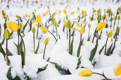 Символ весны и 8 Марта - белорусские тюльпаны создают достойную конкуренцию  импортным цветам