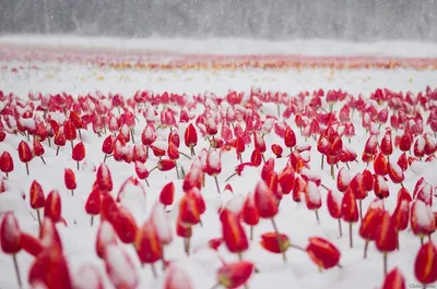 Красные тюльпаны весной в снегу Stock Photo | Adobe Stock
