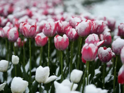 Тюльпаны под снегом стоковое фото. изображение насчитывающей сезон -  92189654
