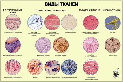 типы животных тканей types of animal tissues | Уроки биологии, Клеточная  теория, Преподавание биологии