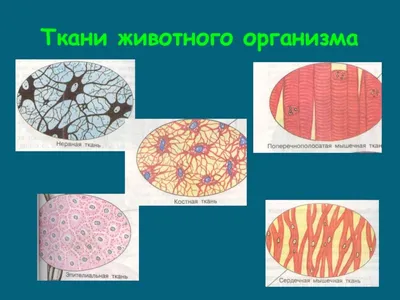 Ткани животных • Биология, Животные • Фоксфорд Учебник