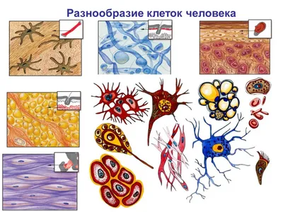 ТКАНИ ЖИВОТНЫЕ - что такое в Энциклопедическом словаре Ф.А. Брокгауза и  И.А. Ефрона