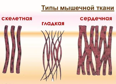 0—5. Характеристика строения и функций тканей позвоночных животных