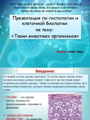 ОГЭ по биологии: всё про ткани животных | Умскул | Дзен