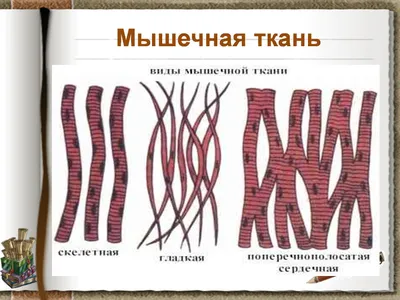 ТКАНИ ЖИВОТНЫЕ - что такое в Энциклопедическом словаре Ф.А. Брокгауза и  И.А. Ефрона