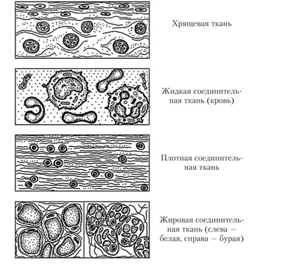 то- ия Ы Лабораторная работа №2 Классификация тканей животных Цель работы:  знакомство со строением - Школьные Знания.com