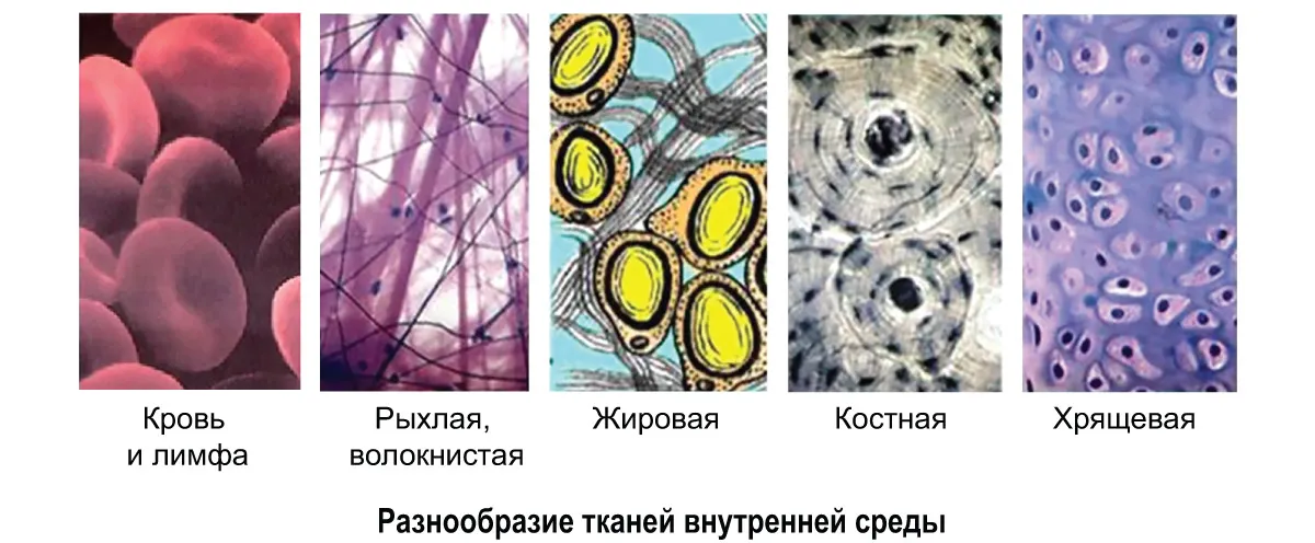 Соединительная Ткань Фото