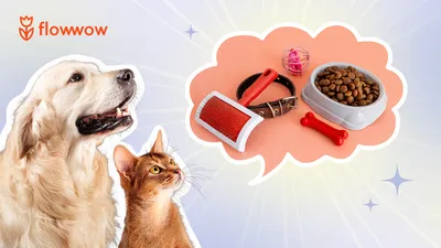 Кейс ➔ Таргетированная реклама в тематике товары для животных | Seodev.by