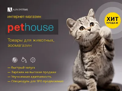 Шлейка для собак и кошек с поводком, товары для животных - купить с  доставкой по выгодным ценам в интернет-магазине OZON (727457557)