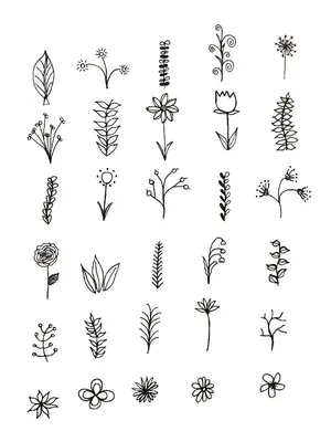 разные виды трав показаны на картинке, травы названия растений картинки,  трава, травы фон картинки и Фото для бесплатной загрузки