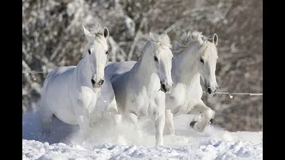 Три белых коня... ~ Открытка (плейкаст)