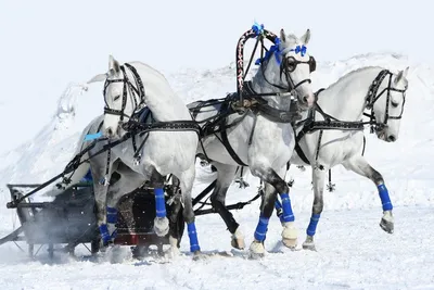 Три белых коня , зима» — создано в Шедевруме