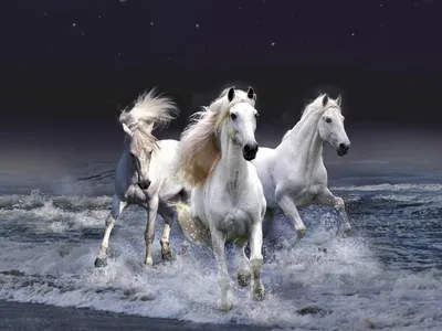 Конкурс караоке песен «Три белых коня» 2024, Альшеевский район — дата и  место проведения, программа мероприятия.