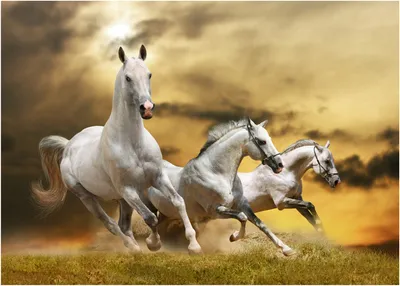 Три белых коня (из к/ф “Чародеи”) - saxinstructor.ru