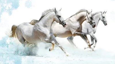 Три белых коня, декабрь , январь и…» — создано в Шедевруме