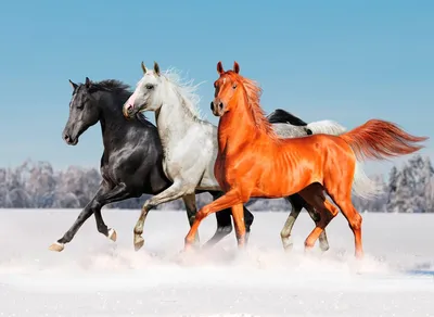 Три белых коня | PDF