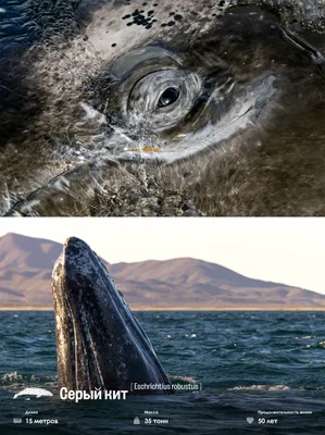 Три кита на которых держится Земля - пена, скотч и изолента