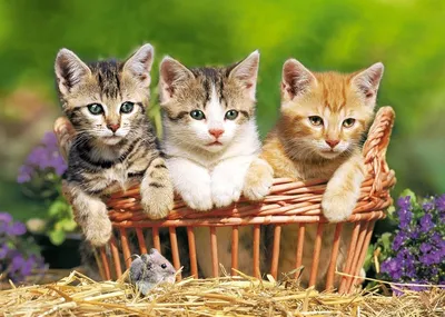 Пазл Castorland \"Три котенка\" 500 деталей - купить пазлы - hobby-puzzle.ru