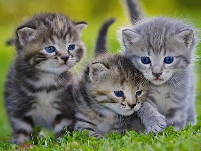 Онлайн пазл «Три котёнка»