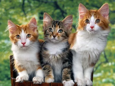 Три котенка картинки фотографии