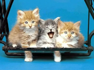 Три котенка - Коты-аристократы. Распечатать или скачать раскраску бесплатно