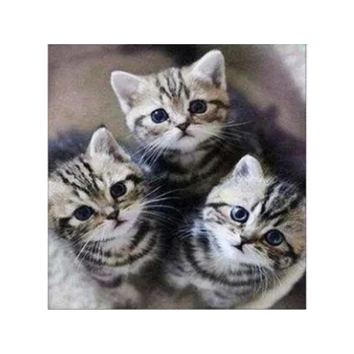 Три котёнка) – заказать на Ярмарке Мастеров – 7Z6DCBY | Мягкие игрушки,  Владимир