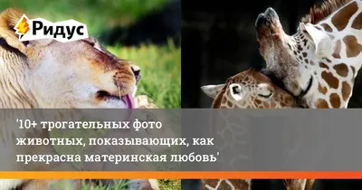 В Воронеже на фотовыставке приюта «Дора» посетители увидят трогательные  моменты
