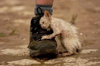Самые трогательные фотографии бездомных животных, которые не оставляют  равнодушными - KP.RU