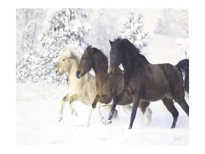 ❄️ тройка белых лошадей запряженных …» — создано в Шедевруме