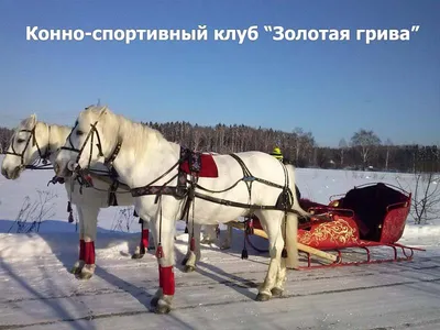 традиционная русская тройка лошадей в санях. лошади бегают по снежному  полю. Стоковое Изображение - изображение насчитывающей усилие, мустанг:  240461087