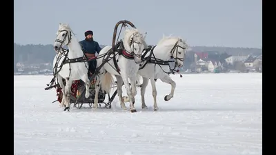 Тройка Лошадей Рисунок (48 Фото)