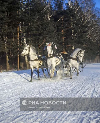 Русская тройка лошадей мчится по снегу – Стоковое редакционное фото ©  Grigoriy Pisotckii #104270582