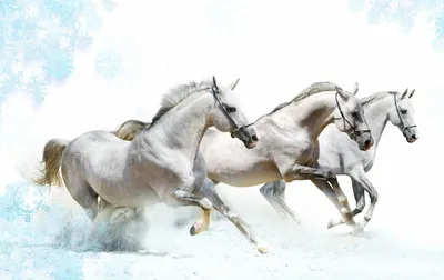 Купить фотообои Тройка лошадей на Wall-photo.ru - интернет магазин  фотообоев. Недорогие фотообои на заказ