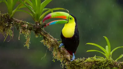 Животные тропического леса (14 фото) - 14 фото