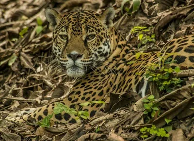 Тропические животные Стоковые фотографии, картинки, все без лицензионных  отчислений - Envato Elements