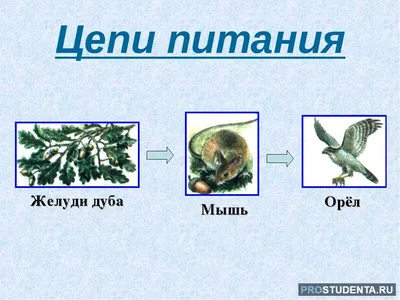 На рисунке представлена экосистема. А) По рисунку составьте цепь питания,  состоящую из 5 - Школьные Знания.com