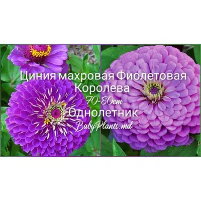 Циния Алое пламя