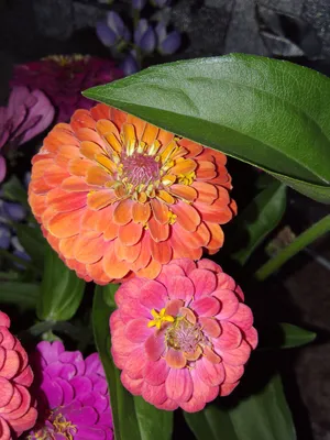 Семена цветов Циния георгиноцветковая Поиск Птичка канарейка 0,4 г — цена в  Оренбурге, купить в интернет-магазине, характеристики и отзывы, фото